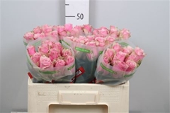 R Gr Athena Royale 50cm