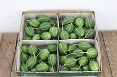 Cucumis Hirsutus