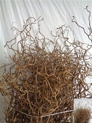 Coryl Av Contorta 50cm