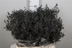Ligu Ov Libelle 60cm