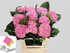 Hydr M Roy Kiss 60 - 15