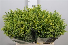 Soli Carzan Glory 60cm 20gram