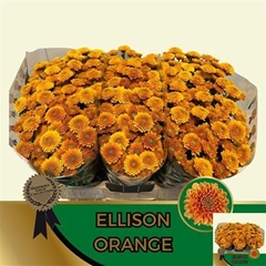 Chr S Ellison Orange
