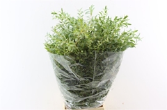 Euc Parvifolia P Bs 70cm 200gram