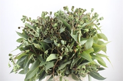 Euc Ov Met Bes P Bs 50cm 500gram