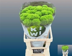 Di Barb Kiwi Cool 55cm Ex