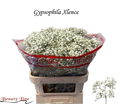Gyps Pa Xlence