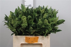 Skim C Kew Green Bunch 60cm