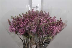 Syr V Dark Koster 80cm