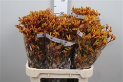 Anigoz Gold Fever 80cm