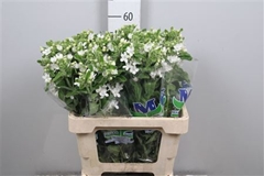 Oxy Co Perf Whi Harm 60cm