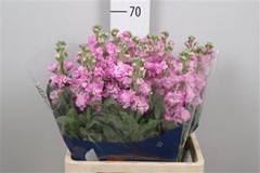 Matth Iron Pink 65cm 23