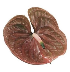 Anth A Cognac 15cm Ø