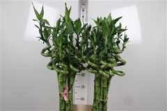 Lucky Bamboo Stem Spiral 100cm