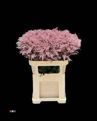Solidago Metallic Pink