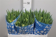 Tu Du Icoon 39cm 38gram 22