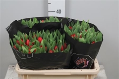 Tu En Escape 37cm 28gram 23