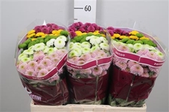 Chr San Pompo Gem Bs 55cm 110g