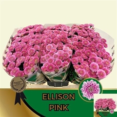 Chr San Ellison 55cm 120g
