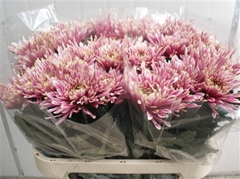 Chr G Tula Sharletta 80cm 90gram