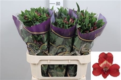 Alstr Rumba 75cm 85gram
