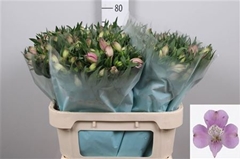 Alstr Layla 75cm 80gram 5+