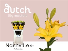 Li La Nashville 90cm 45+