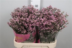 Lim Sin Blush Dia 80cm 30gram