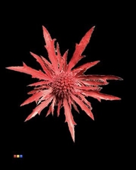 Eryngium Bordeaux