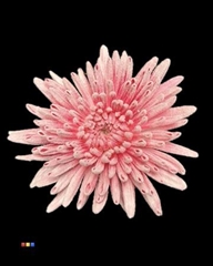 Chr G Ana Snow Cerise