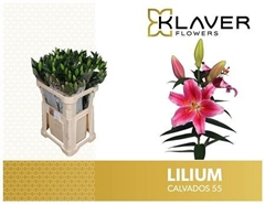 Li Or Calvados 85cm 55+