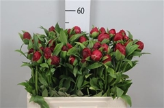 Paeo Christm Velvet 55cm 23 Cl