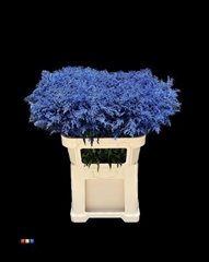 Solidago Blue 80cm