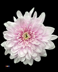 Chr T 2 Kl Baltica Pastel Cerise