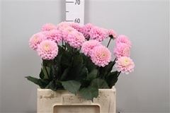 Dahl Ball Wizz Of Oz 60cm