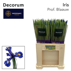 Iris Prof Blaauw 60cm 38gram