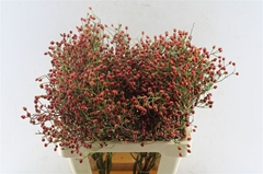 Rosa F Aut Splendor 60cm