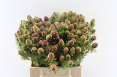 Leucad Teretifolium 40cm