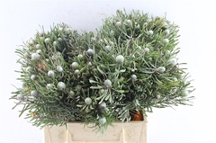 Leucad Galpinii 40cm