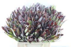 Leucad Safari Sunset 40cm