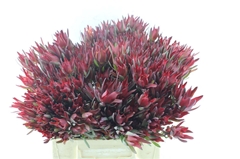 Leucad Sal Blush 40cm