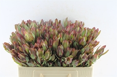Leucad Senorita 50cm
