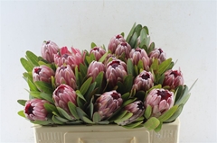 Protea Pink Ice 50cm