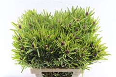 Leucad Red Gem 60cm