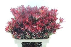 Leucad Sal Blush 60cm