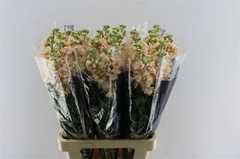 Matth Iron Apricot 70cm