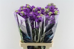 Matth Iron Purple 70cm