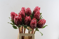Protea Red Rex 70cm
