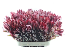 Leucad Jester 80cm