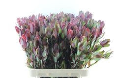 Leucad Senorita 80cm